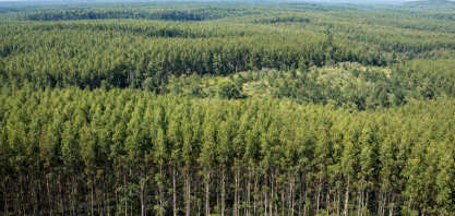 Eucalipto garante produção florestal recorde de R$ 47,9 bi, aponta IBGE