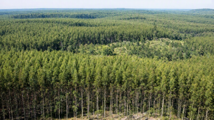 Eucalipto garante produção florestal recorde de R$ 47,9 bi, aponta IBGE