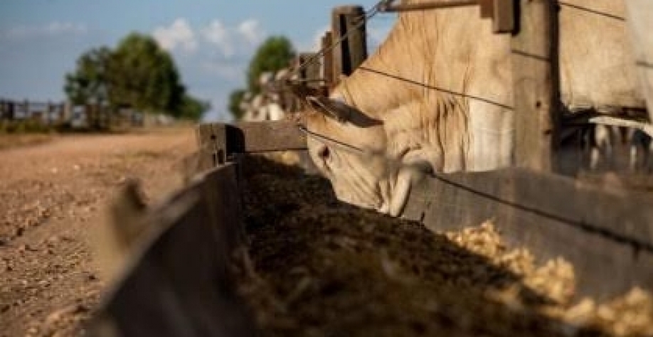Centro-Oeste: Lucro do confinamento cai 13,6% apesar de ração mais barata