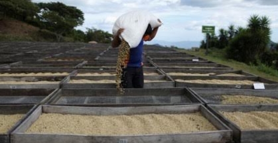 Lei da UE contra desmatamento impactará setor de café também fora da Europa