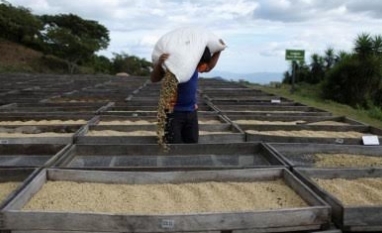 Lei da UE contra desmatamento impactará setor de café também fora da Europa