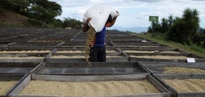 Lei da UE contra desmatamento impactará setor de café também fora da Europa