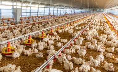 Brasil vai retomar exportações de carne de frango à Europa