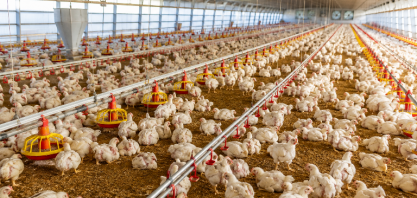Brasil vai retomar exportações de carne de frango à Europa