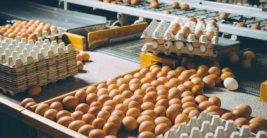 Exportações de ovos cresceram em agosto, mas receita caiu