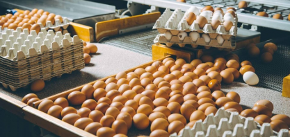 Exportações de ovos cresceram em agosto, mas receita caiu