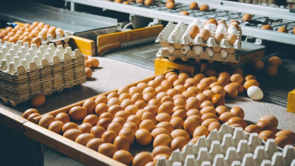 Exportações de ovos cresceram em agosto, mas receita caiu