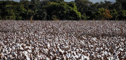  Área de algodão deve cair em 2025/26, mas produção será maior