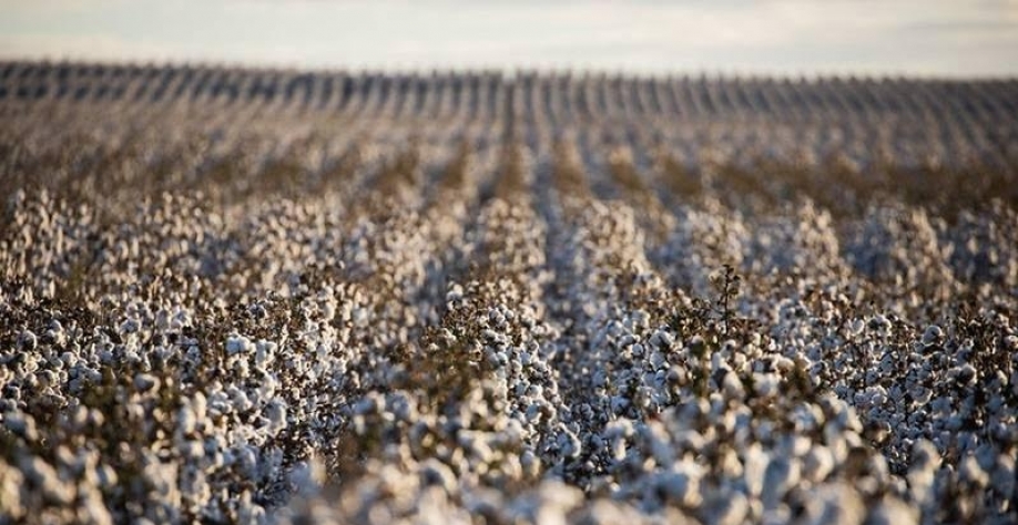 Área de algodão deve crescer 7% no Brasil em 2026/27, afirma Agroconsult