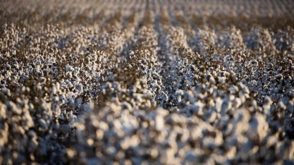 Área de algodão deve crescer 7% no Brasil em 2026/27, afirma Agroconsult