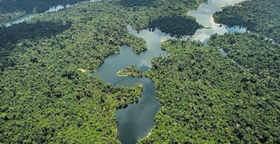 A floresta em pé não pode continuar valendo no discurso e pouco na economia