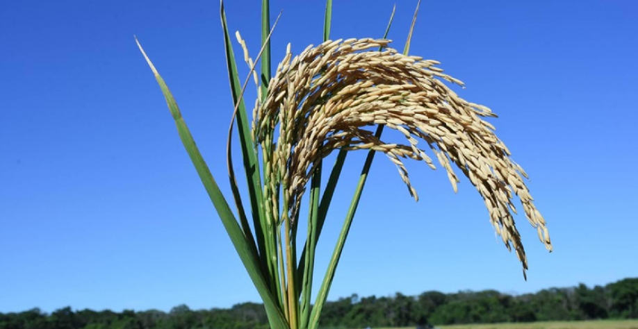 Exportações e expectativa de compras públicas sustentam o preço do arroz