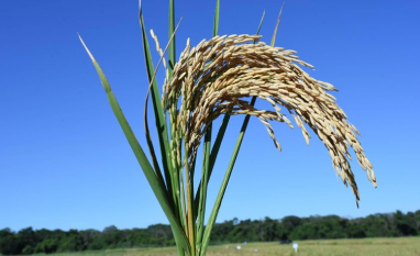 Exportações e expectativa de compras públicas sustentam o preço do arroz