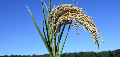 Exportações e expectativa de compras públicas sustentam o preço do arroz