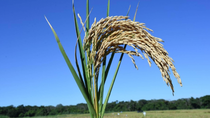 Exportações e expectativa de compras públicas sustentam o preço do arroz
