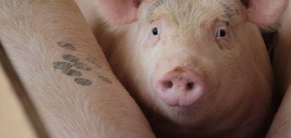 China registra caso de febre aftosa em suínos