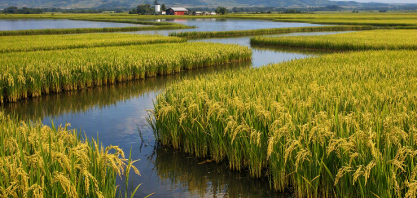 Plantio de arroz no Sul será o menor desde 1982, e preços sobem