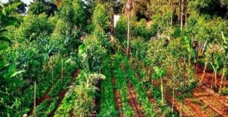 Transformação do agro no Brasil pode exigir até US$ 511 bilhões até 2050