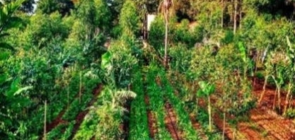 Transformação do agro no Brasil pode exigir até US$ 511 bilhões até 2050
