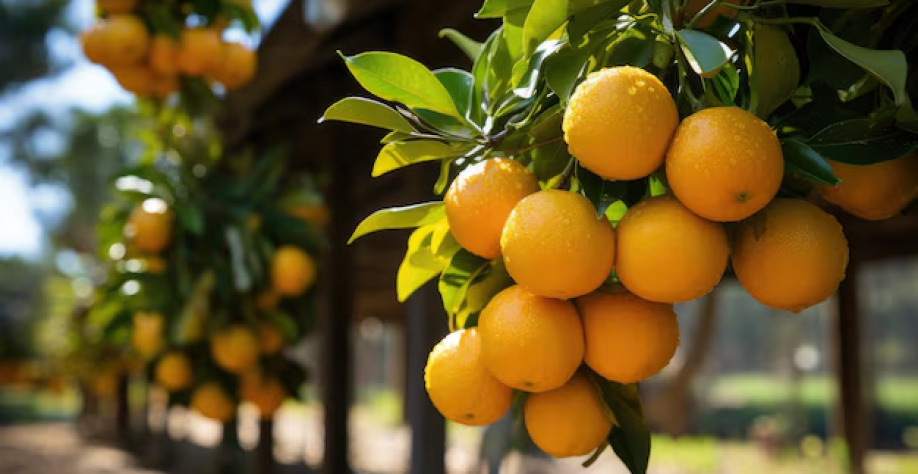 Chuvas aumentam frutos e safra de laranja será maior em 2026/27
