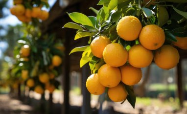 Chuvas aumentam frutos e safra de laranja será maior em 2026/27