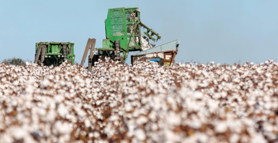 Produção de algodão deve cair 2,5% no Brasil com recuo na área plantada