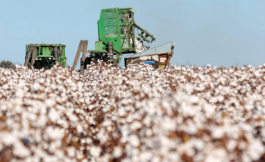 Produção de algodão deve cair 2,5% no Brasil com recuo na área plantada