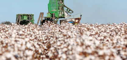 Produção de algodão deve cair 2,5% no Brasil com recuo na área plantada
