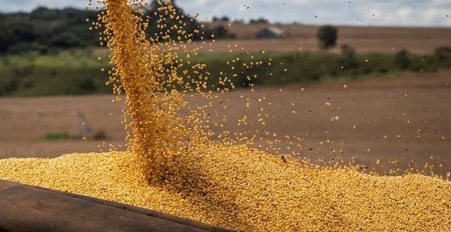 Preço da soja volta a subir com demanda aquecida pelo grão brasileiro