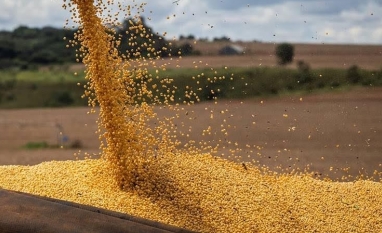 Preço da soja volta a subir com demanda aquecida pelo grão brasileiro