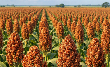 Brasil deve superar EUA no sorgo e assumir liderança mundial