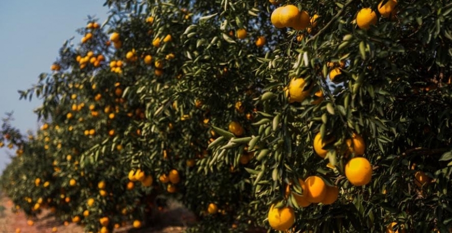 Chuvas beneficiam pomares de laranja e aumentam preocupações sobre doenças