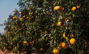 Chuvas beneficiam pomares de laranja e aumentam preocupações sobre doenças