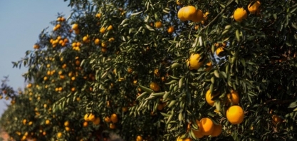Chuvas beneficiam pomares de laranja e aumentam preocupações sobre doenças