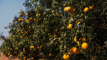 Chuvas beneficiam pomares de laranja e aumentam preocupações sobre doenças