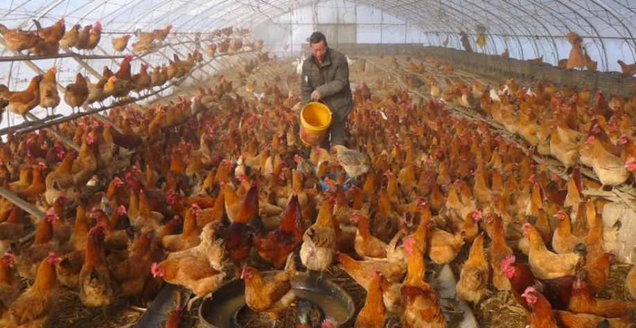 China será concorrente do Brasil no mercado mundial de frango 