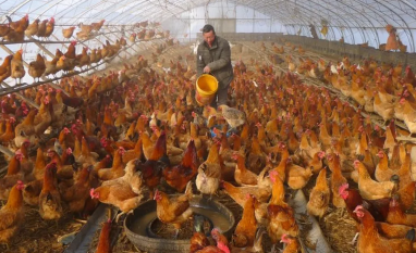 China será concorrente do Brasil no mercado mundial de frango 