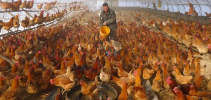 China será concorrente do Brasil no mercado mundial de frango 