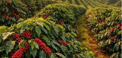 Clima, aumento de área e manejo levam safra de café a recorde