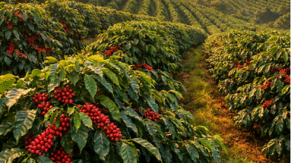 Clima, aumento de área e manejo levam safra de café a recorde