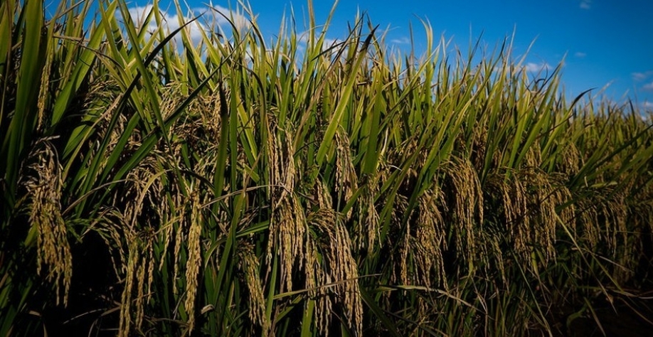 Área de arroz no Rio Grande do Sul deve diminuir 3,4% na safra 2026/27