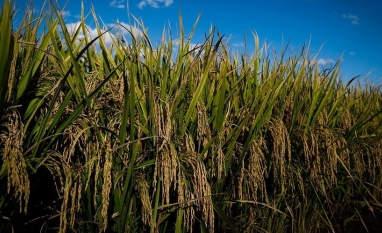 Área de arroz no Rio Grande do Sul deve diminuir 3,4% na safra 2026/27