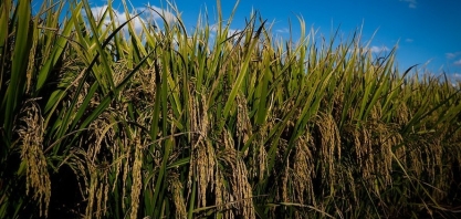 Área de arroz no Rio Grande do Sul deve diminuir 3,4% na safra 2026/27