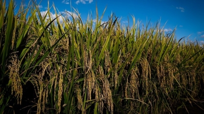 Área de arroz no Rio Grande do Sul deve diminuir 3,4% na safra 2026/27