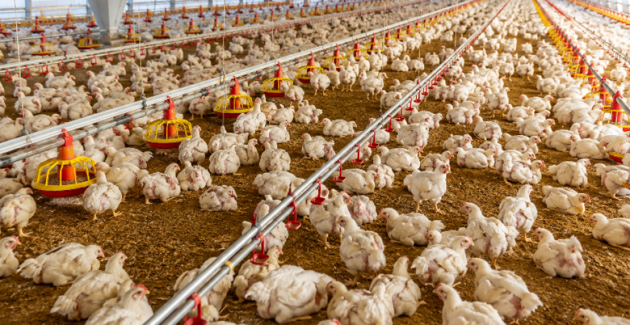 Conab estima aumento na produção de frango em 2026 e 2027