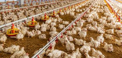 Conab estima aumento na produção de frango em 2026 e 2027