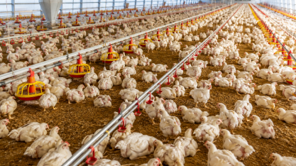 Conab estima aumento na produção de frango em 2026 e 2027