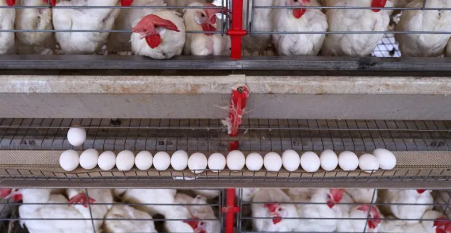 Nas barreiras às carnes do Brasil, o frango merece maior atenção