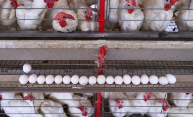 Nas barreiras às carnes do Brasil, o frango merece maior atenção
