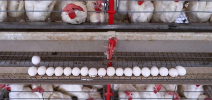 Nas barreiras às carnes do Brasil, o frango merece maior atenção